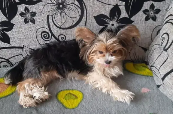 Пропала собака, Юбилейная ул. 51, Псков