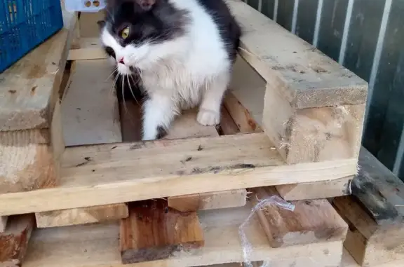 Кошка найдена на ул. Фурманова, Ижевск - photo