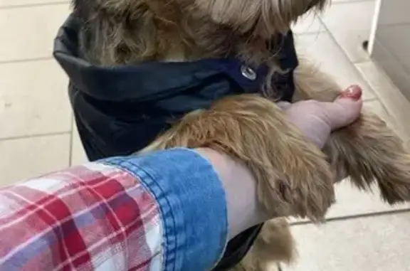 Найдена собака, Уфа, фото: Йорк найден в Магните, Транспортная 42