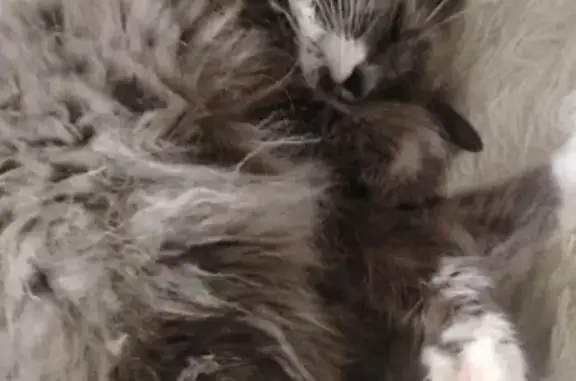 Пропал кот, Стерлитамак, Башкортостан