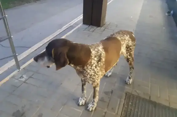 Собака у Магнита, ул. Содружества 92/1