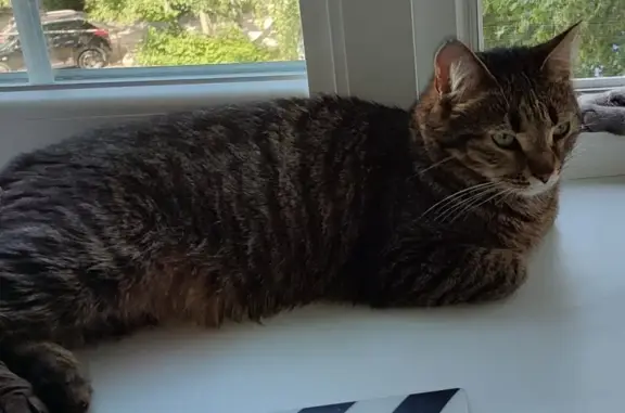 Пропала кошка, ул. Виноградова 14, Шарья