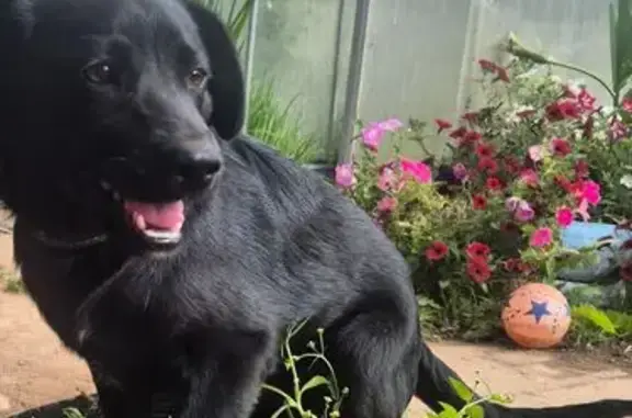 Собаки потеряшки, Невель, фото: Потеряшка собака, ул. Ибрагима Сулейменова