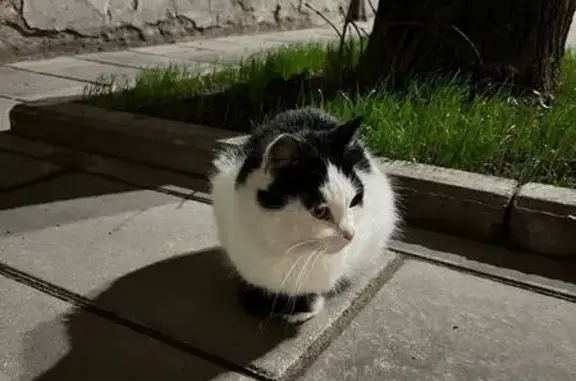 Найдена кошка, Псков, фото: Кошка найдена: ул. Некрасова, 24, Псков
