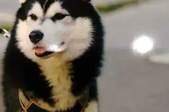 Пропала собака, ул. Сущинского 40Г, Саранск