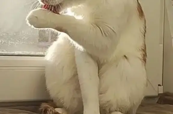 Кошки потеряшки, Североуральск, фото: Потеряшка кошка, ул. Мира 8, Североуральск