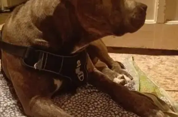 Пропала собака у станции Вельяминово