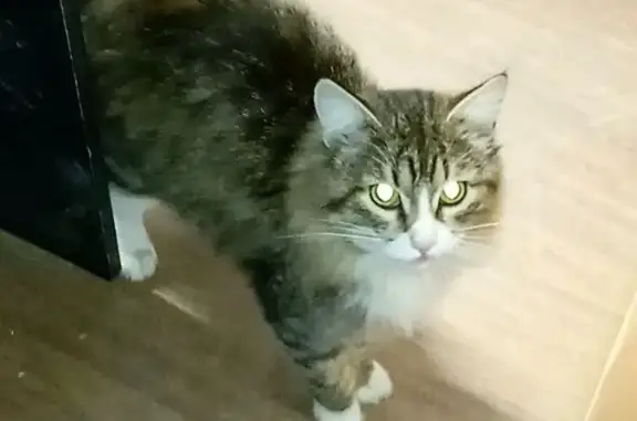 Найдена кошка, Химки, фото: Кошка на складе, Международное шоссе, вл1