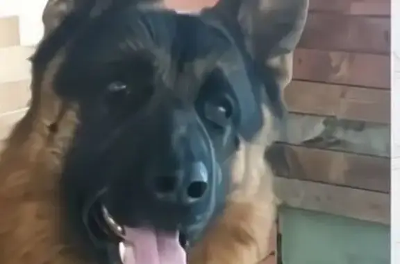 Пропала собака, ул. Кондакова, 37, Энгельс