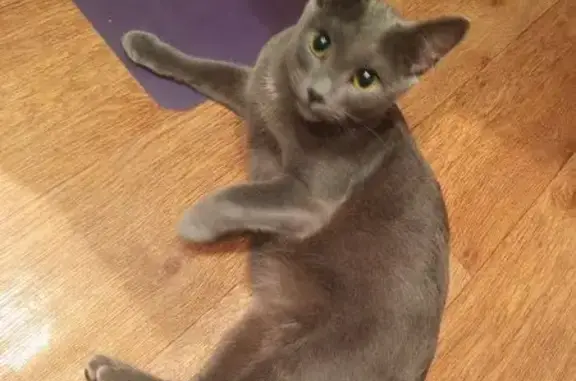 Объявления о пропавших и найденных животных, Тульская область, фото: Кошка найдена в Новомосковске, Тула