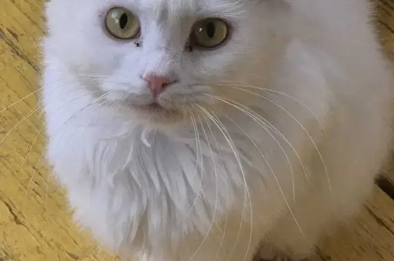 Найденные животные Нижегородская область, фото: Кошка найдена: Восток, Нижегородская обл.