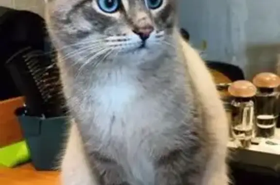 Кошки потеряшки, Оренбург, фото: Потеряшка кот, Оренбург, ул. Маврицкого, 66