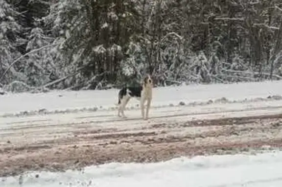 Собаки потеряшки, , фото: Потеряшка собака, Верхняя Максаковка