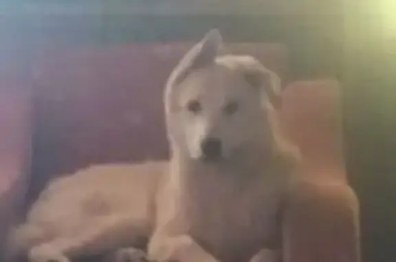 Пропала собака в Раменском, МО