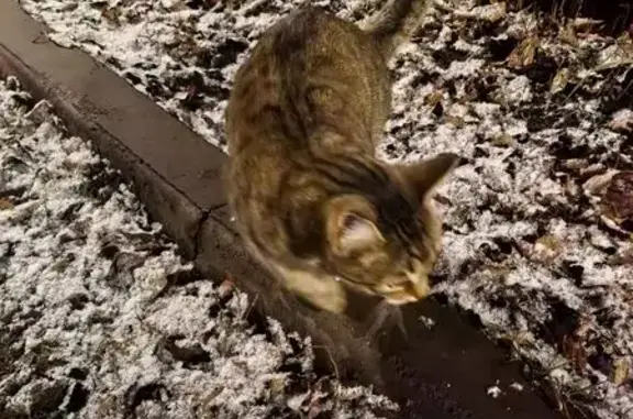 Найденные животные Кострома, фото: Кошка найдена у дома 7, Якиманиха, Кострома