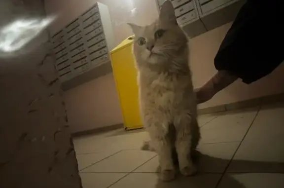 Найдена кошка, Владимир, фото: Найдена рыжая кошка, ул. Мира, 2В