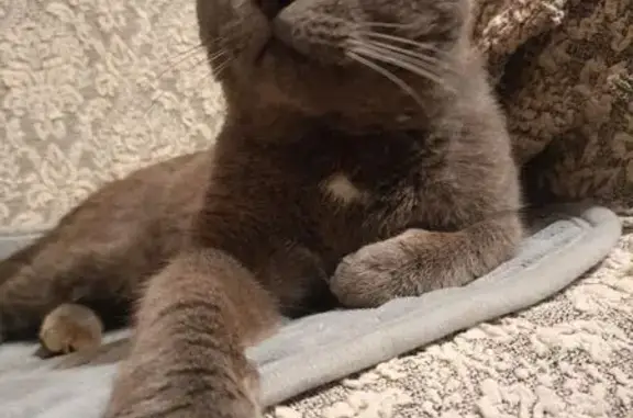 Кот найден на Лидии Рябцевой, 14, Воронеж