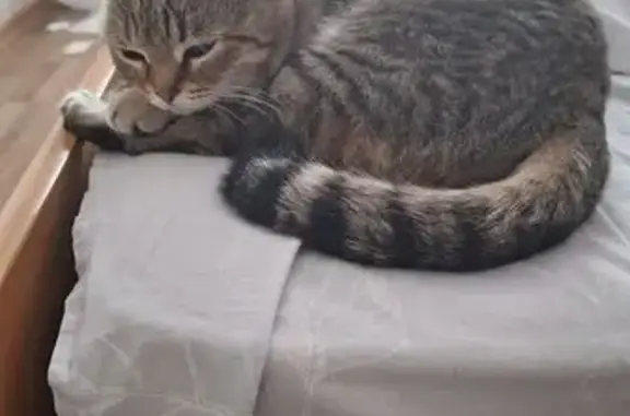 Пропала кошка, ул. Гагарина, Богословка