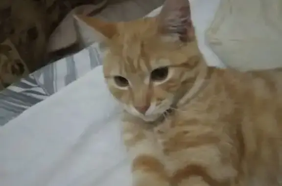 Найдена кошка, Лыткарино, фото: Найдена кошка, Набережная ул. 22Б, Лыткарино