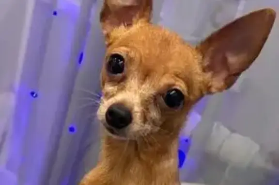 Собаки потеряшки, Омск, фото: Потеряшка собака, Пригородная 5 к2, Омск