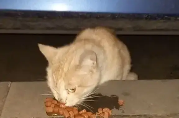 Найдена кошка, Москва, фото: Найдена кошка на Ленинском проспекте