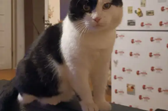 Кошки потеряшки, Калининград, фото: Потеряшка кошка, Мукомольная 35, Калининград