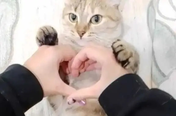 Пропала кошка, Комсомольская ул., Челябинск