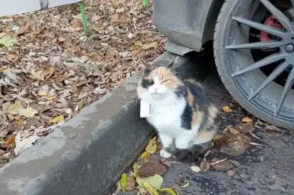 Найдена кошка, Саратов, фото: Трёхцветная кошка найдена: Блинова 21, Саратов