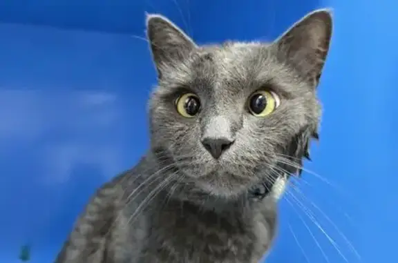 Кошки потеряшки, Тула, фото: Потеряшка кошка на 2-й Волоховской, Тула