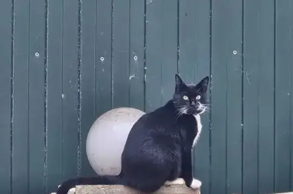 Пропала кошка, ул. Просвещения 122/1, Сочи