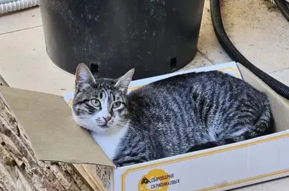Пропала кошка, ул. Просвещения 122/1, Сочи