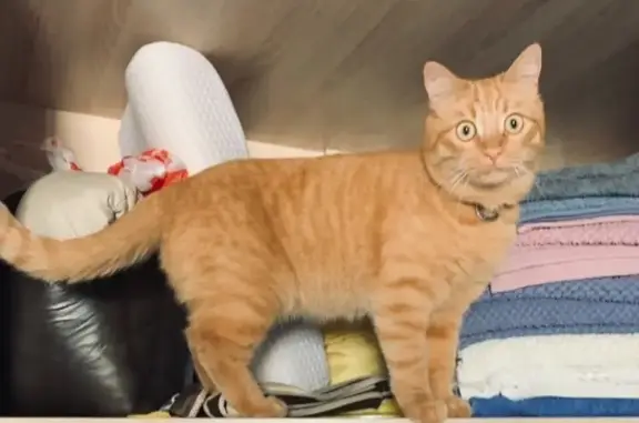 Пропала рыжая кошка, Волжское шоссе