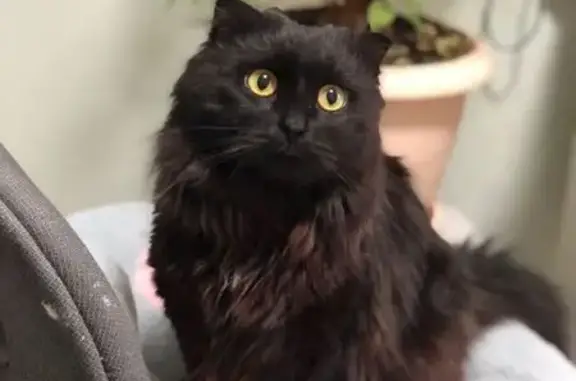 Найдена кошка, Киров, фото: Найдена кошка, ул. Зеленина 7, Киров