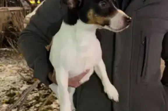 Найдена собака, Санкт-Петербург, фото: Собака найдена: ул. Матросова, 8 к1, СПб