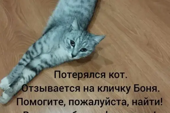 Пропала кошка, Солн. б-р, 26 к3, Курган