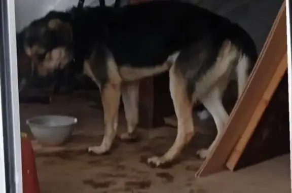 Собаки потеряшки, Москва, фото: Потеряшка собака, ул. Охотный Ряд, 2, Москва