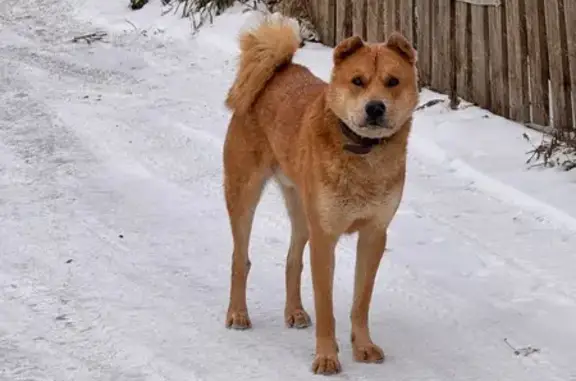 Собака найдена на Бригада №4, 45, Крск