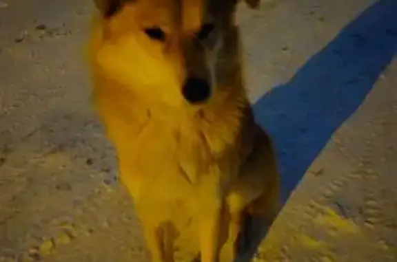 Найдена собака, Томск, Томская область