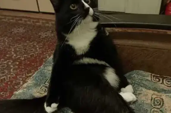 Пропала кошка, ул. Грибоедова 50/17, Тула