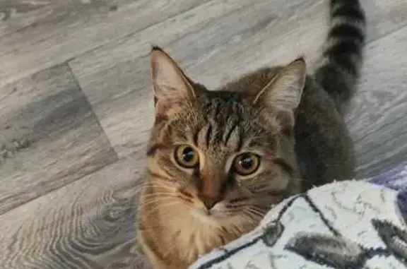 Пропала кошка, ул. 65 лет Победы, 3