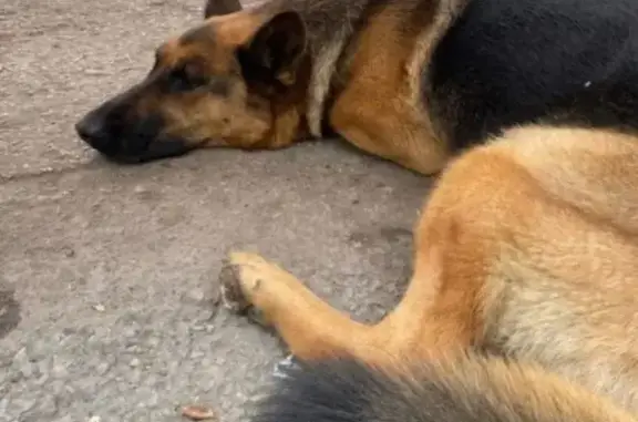 Пропала собака, Тоцкое Второе, Оренбург