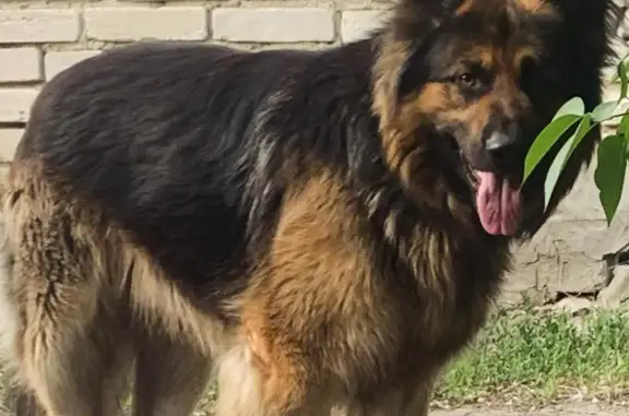 Собаки потеряшки, Саратов, фото: Потеряшка овчарка Рик, 6-й Карьерный пр., Саратов