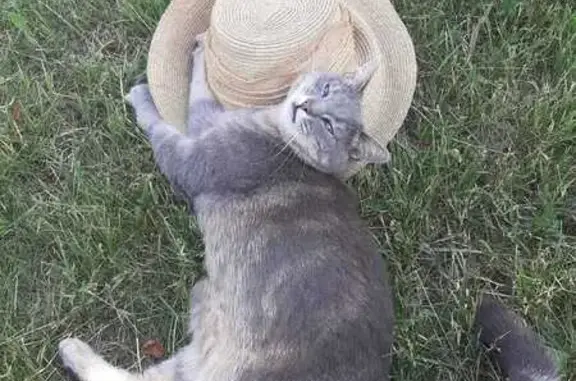 Кошки потеряшки, , фото: Потеряшка кошка, Внуково, Перспективная