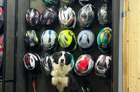 Собака найдена: пр. Маршала Жукова, Москва