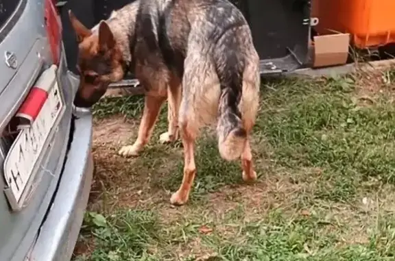 Собаки потеряшки, Челябинская область, фото: Потеряшка собака Лада, Копейск, Челябинск