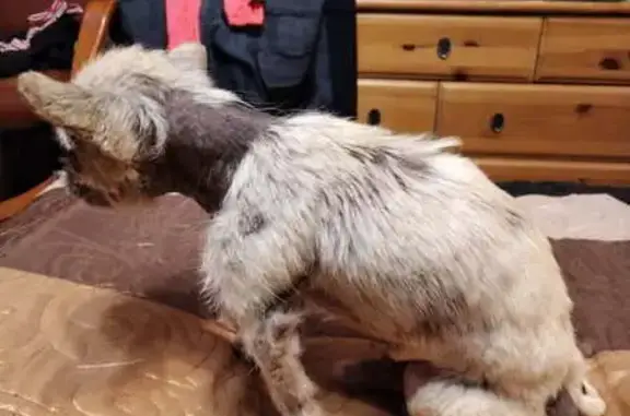 Пропала собака в Рощино, Ленобласть