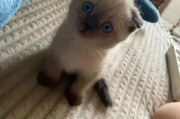 Кошки потеряшки, Кемерово, фото: Потеряшка кошка, Ленинградский пр. 13Б, Кемерово