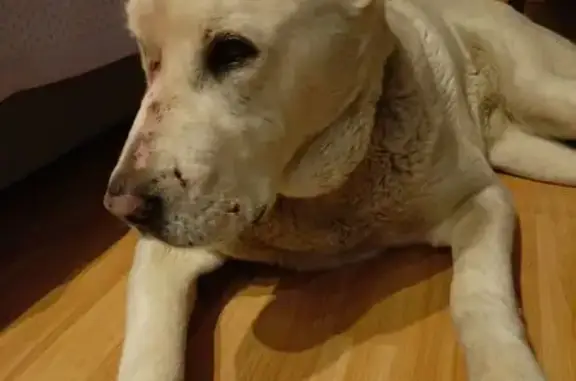 Найдена собака, Новосибирск, фото: Собака найдена: Старое шоссе 8, Новосибирск