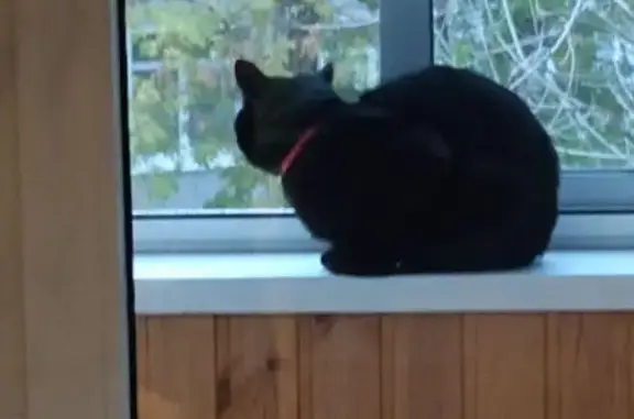 Пропала чёрная кошка, Пичугина 11Б, Владимир