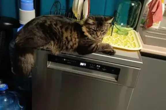 Кошки потеряшки, Ленинакан, фото: Потеряшка кошка на Трудовой, 26/3, Ленинакан